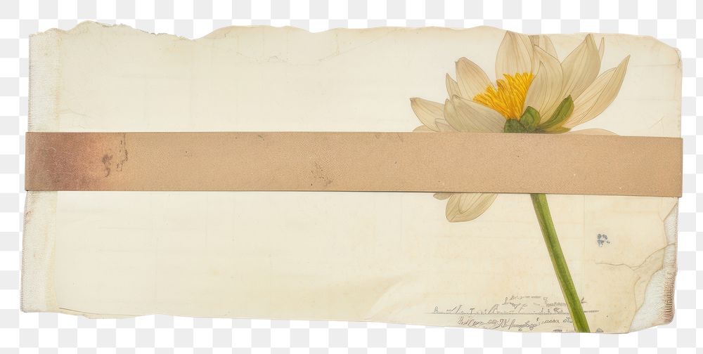 PNG Lotus flower plant paper.