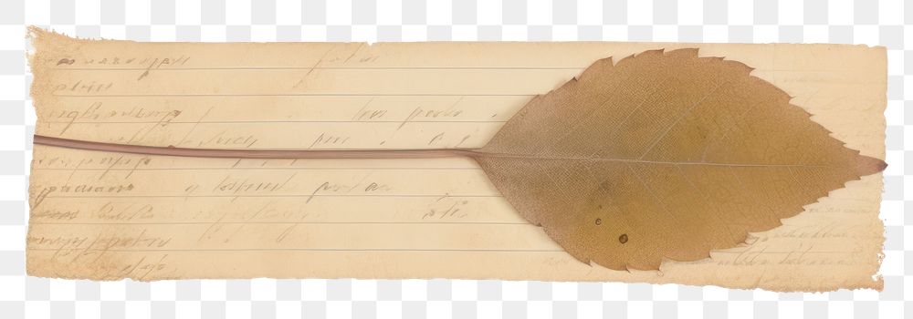 PNG Leaf paper wood white background.