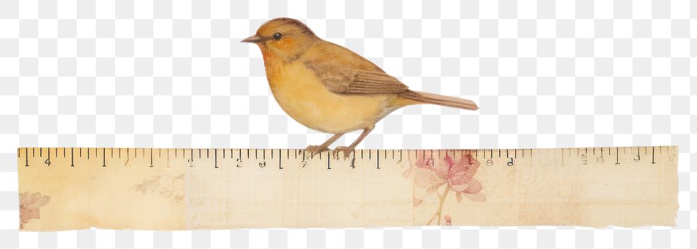 PNG Bird animal canary white background.