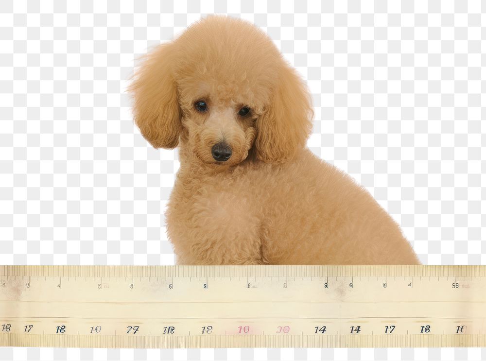 PNG Poodle animal mammal puppy.