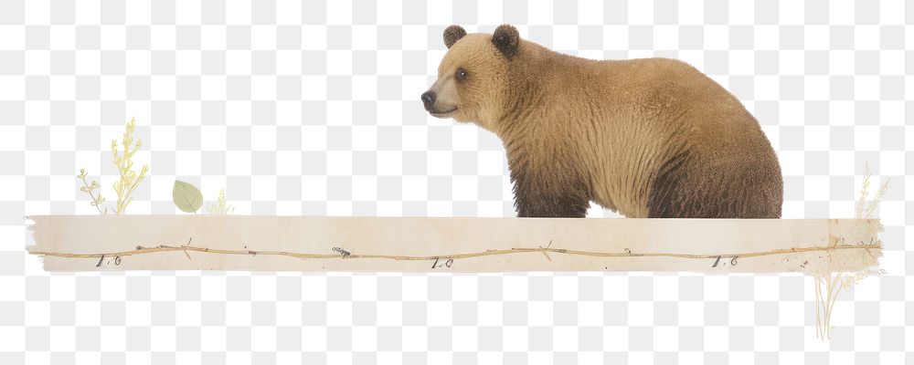 PNG Bear bear wildlife animal.