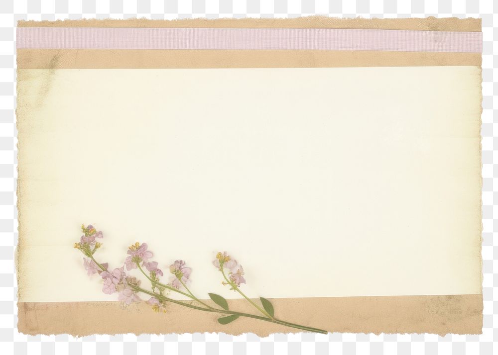 PNG Lilac flower plant paper
