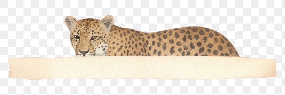 PNG Leopard leopard wildlife cheetah.