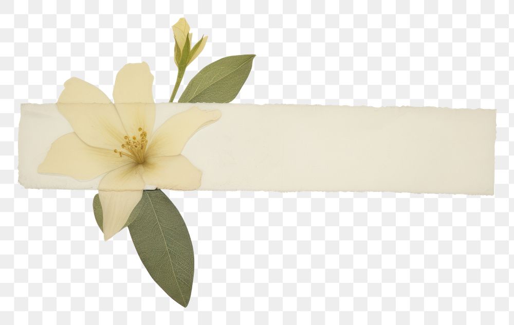 PNG Moonflower accessories accessory blossom.