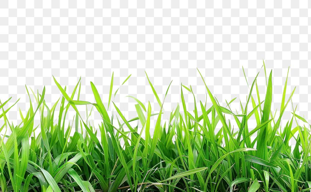 PNG Beautiful green grass border vegetation plant lawn