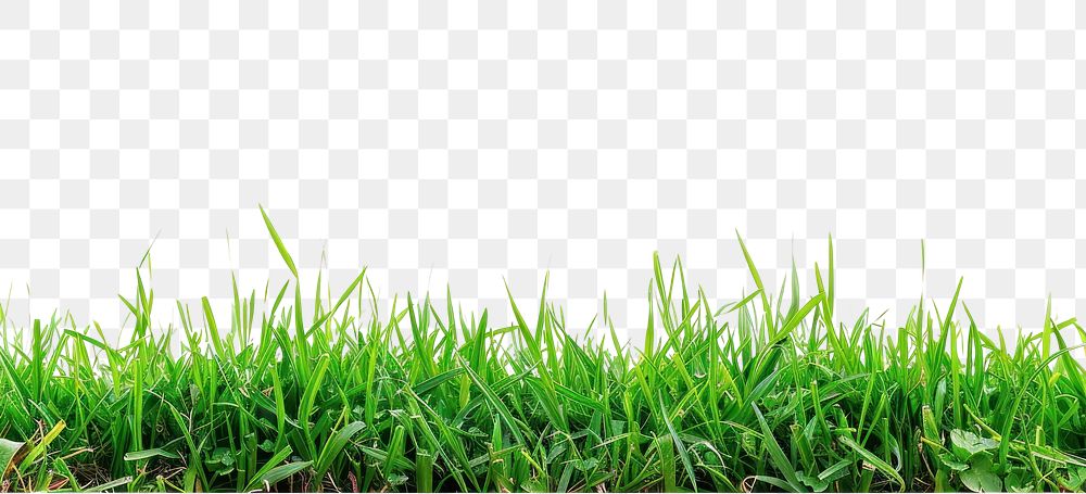 PNG Beautiful green grass border plant lawn