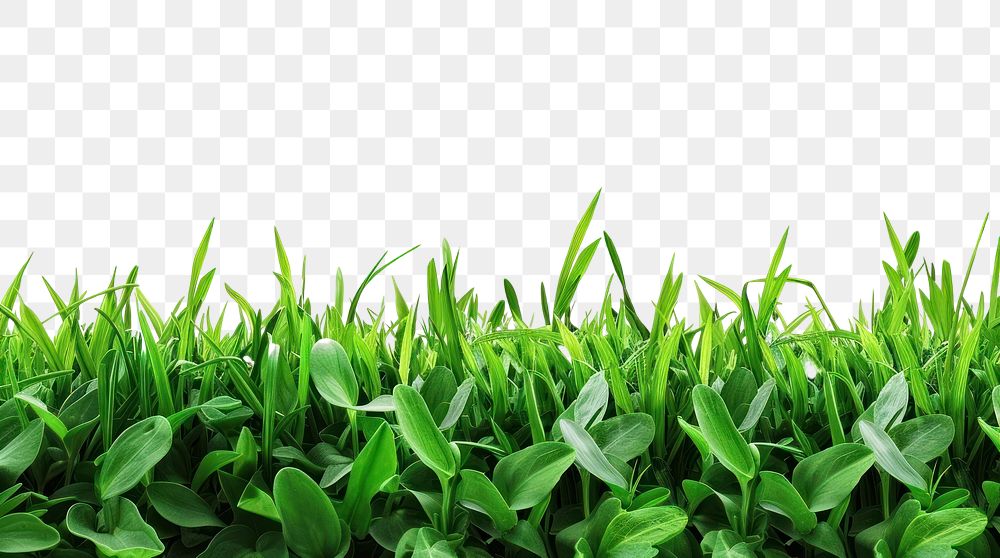 PNG Beautiful green grass border vegetation outdoors plant
