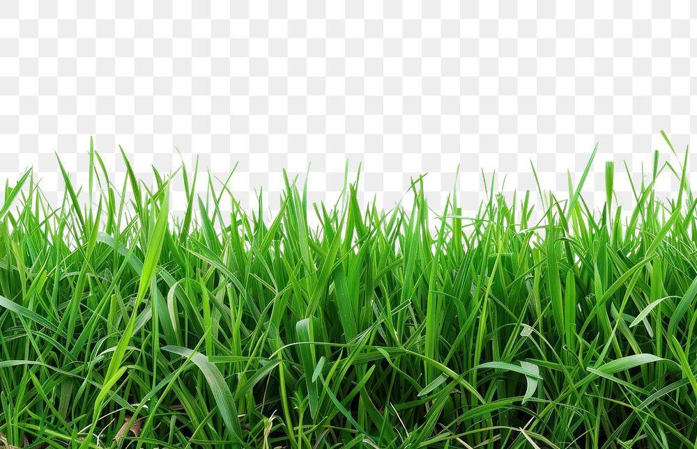 PNG Beautiful green grass border vegetation plant lawn