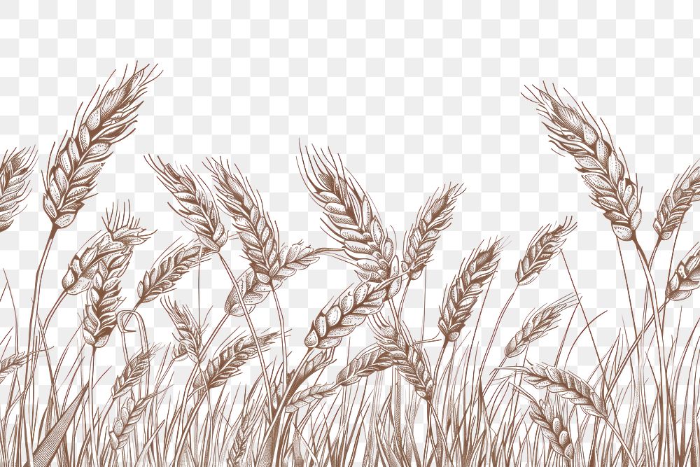 PNG Vector illustration of ears of wheat line produce grain plant.