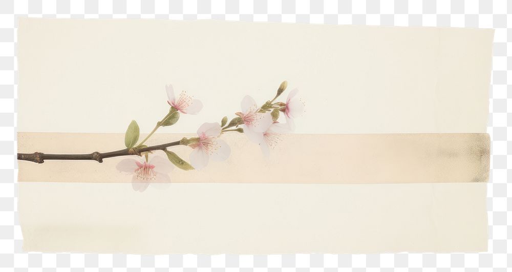 PNG Sakura paper blossom flower.