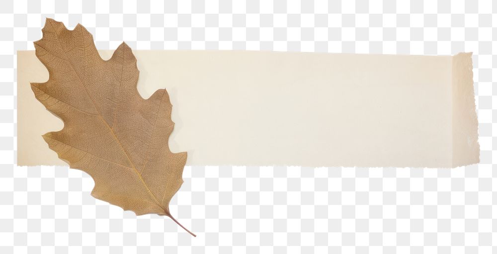 PNG Oak leaf plant paper white background.