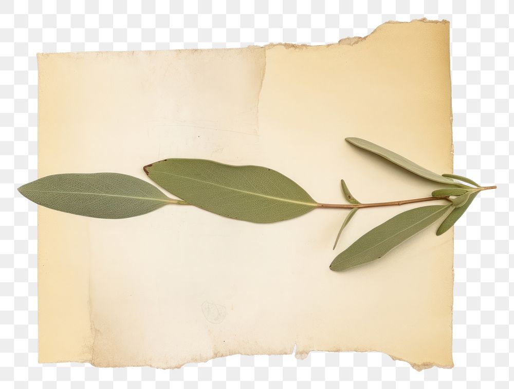 PNG Olive leaf paper plant white background.