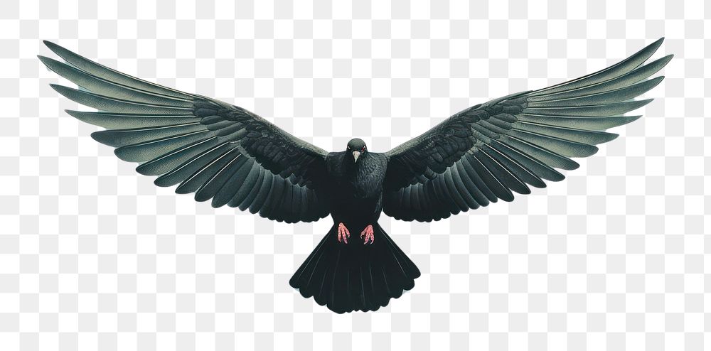 PNG Pigeon flying blackbird agelaius.