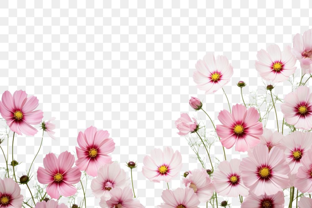 Cosmos flowers border background backgrounds outdoors blossom.