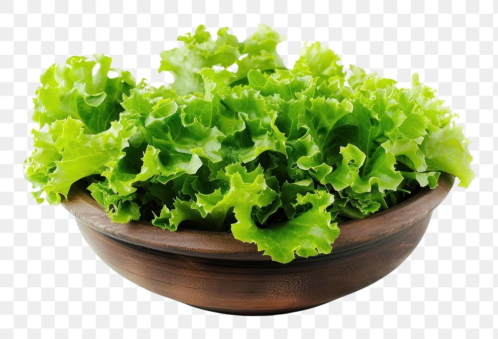 PNG Green salad bowl vegetable lettuce