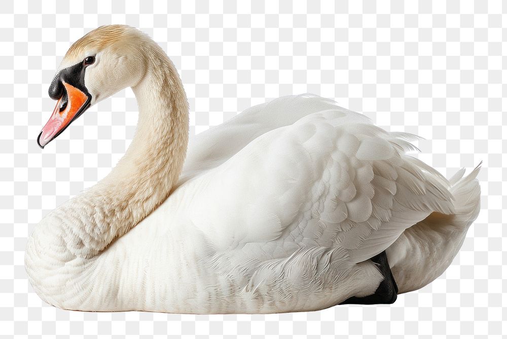 Swan waterfowl animal bird
