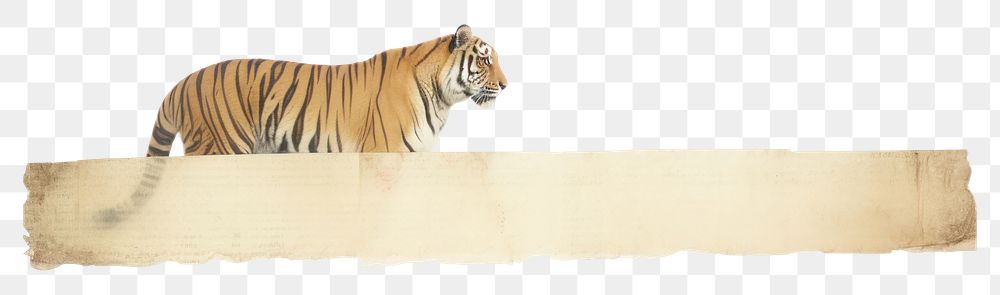 PNG Adhesive tape is stuck on a tiger ephemera collage wildlife animal mammal.