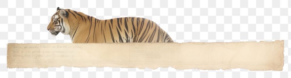 PNG Adhesive tape is stuck on a tiger ephemera collage wildlife animal mammal.