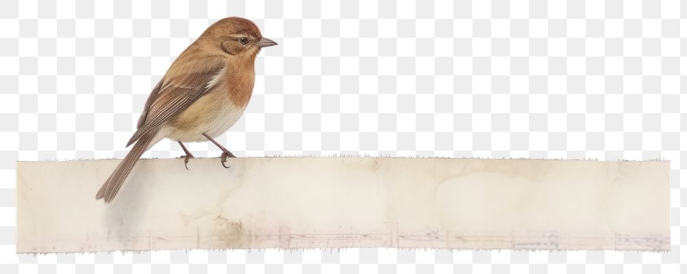 PNG Adhesive tape is stuck on a bird ephemera collage sparrow animal white background