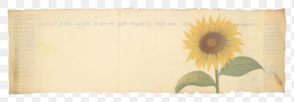 PNG Adhesive tape is stuck on a sunflower ephemera collage paper document plant.