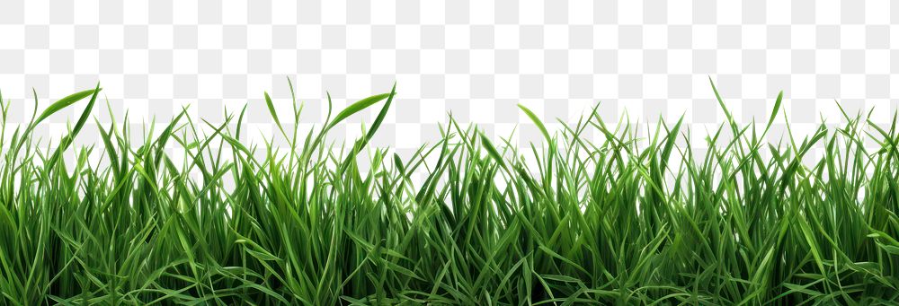 PNG Border Isolated green grass backgrounds plant lawn.