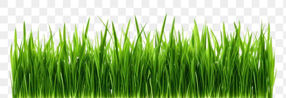 PNG Border Isolated green grass plant lawn white background.