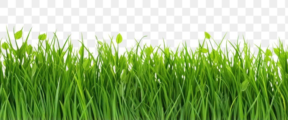 PNG Border Isolated green grass backgrounds plant lawn.