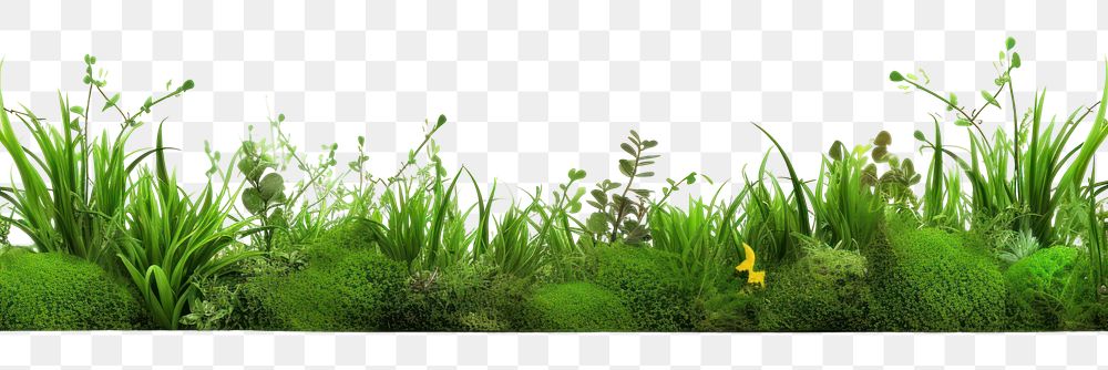 PNG Border Isolated green grass and flower outdoors nature plant.