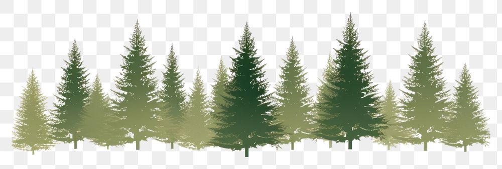 PNG Border christmas trees outdoors plant pine