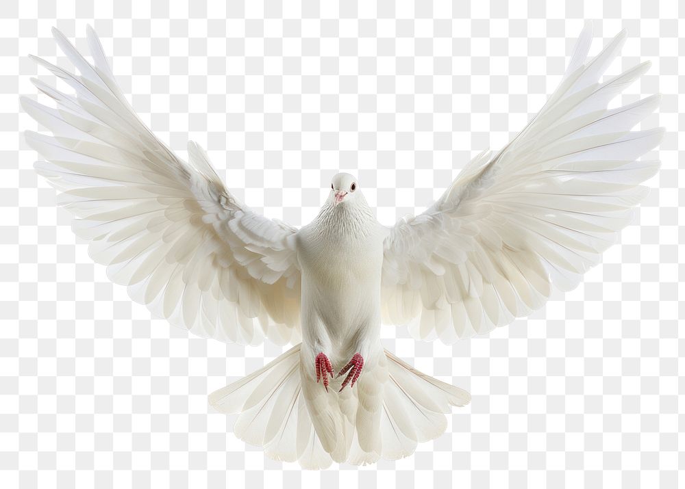PNG Christ holy dove animal pigeon bird