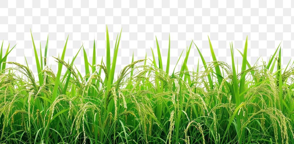 PNG Rice field backgrounds outdoors nature.