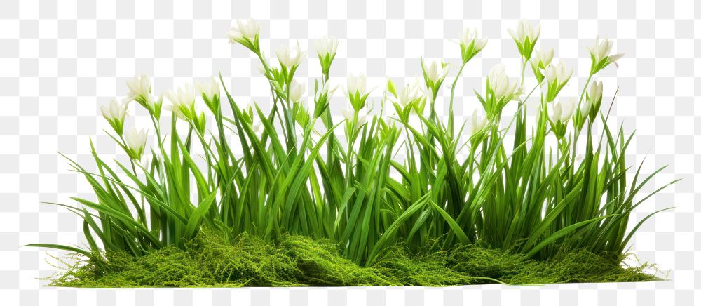 PNG Fresh green grass lawn flower plant white background tranquility.