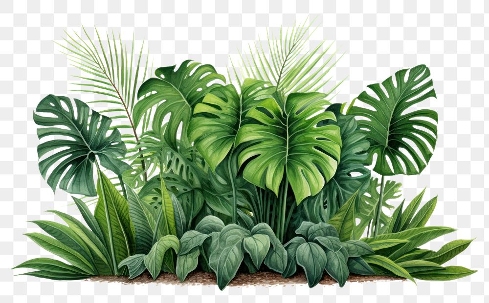 PNG Jungle plant clipart vegetation outdoors nature
