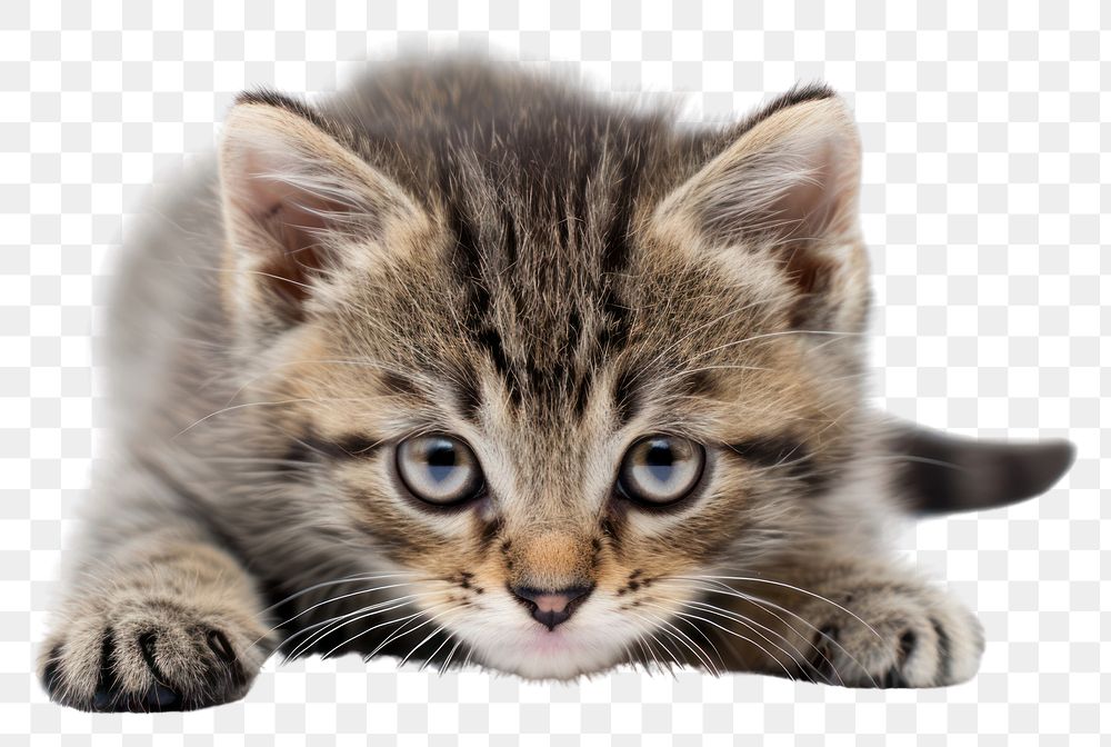 PNG Beg baby cat animal mammal kitten.