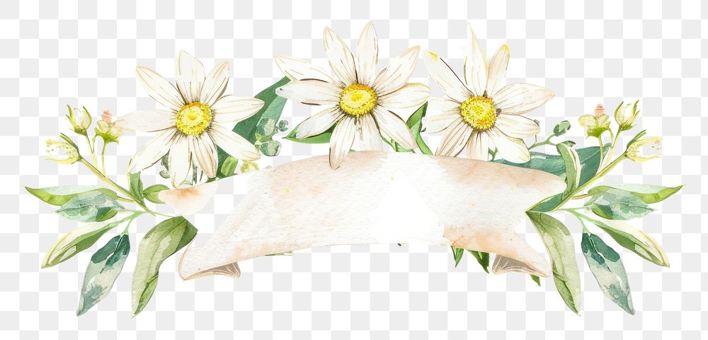 PNG Ribbon with daisy border flower plant white