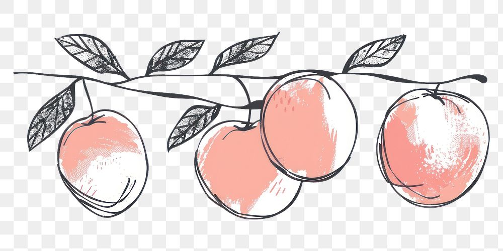 PNG Divider doodle of peach fruit plant food.
