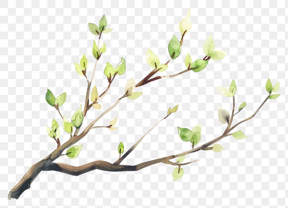 PNG Tree branch watercolor blossom plant leaf