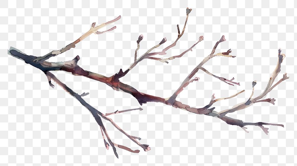 PNG Tree branch watercolor plant leaf driftwood.