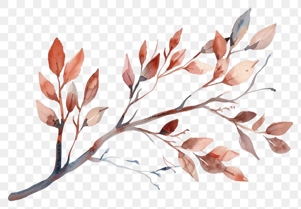 PNG Tree branch watercolor drawing sketch plant.