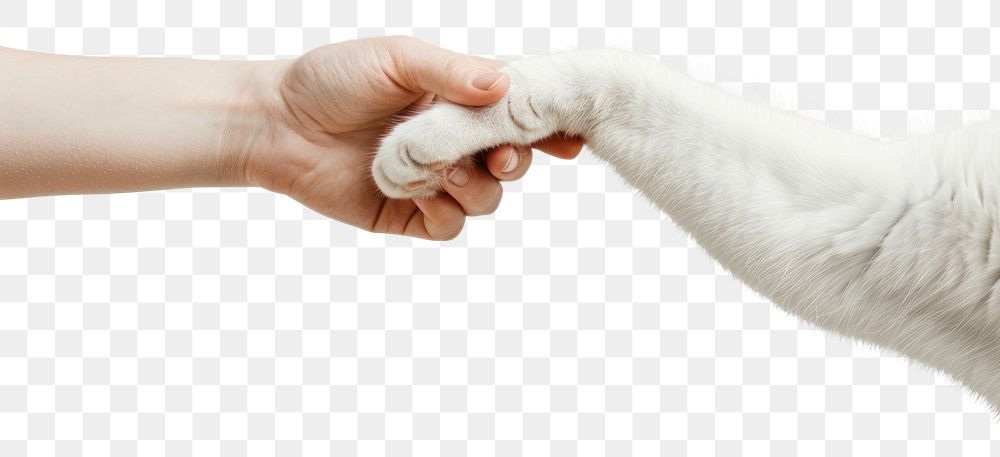 Cat hand shaking leg mammal animal finger