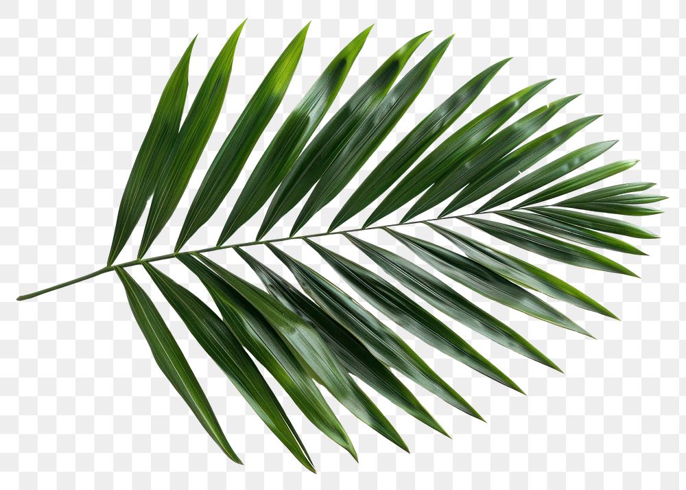 PNG Dark tropical green palm leaf tree plant white background freshness