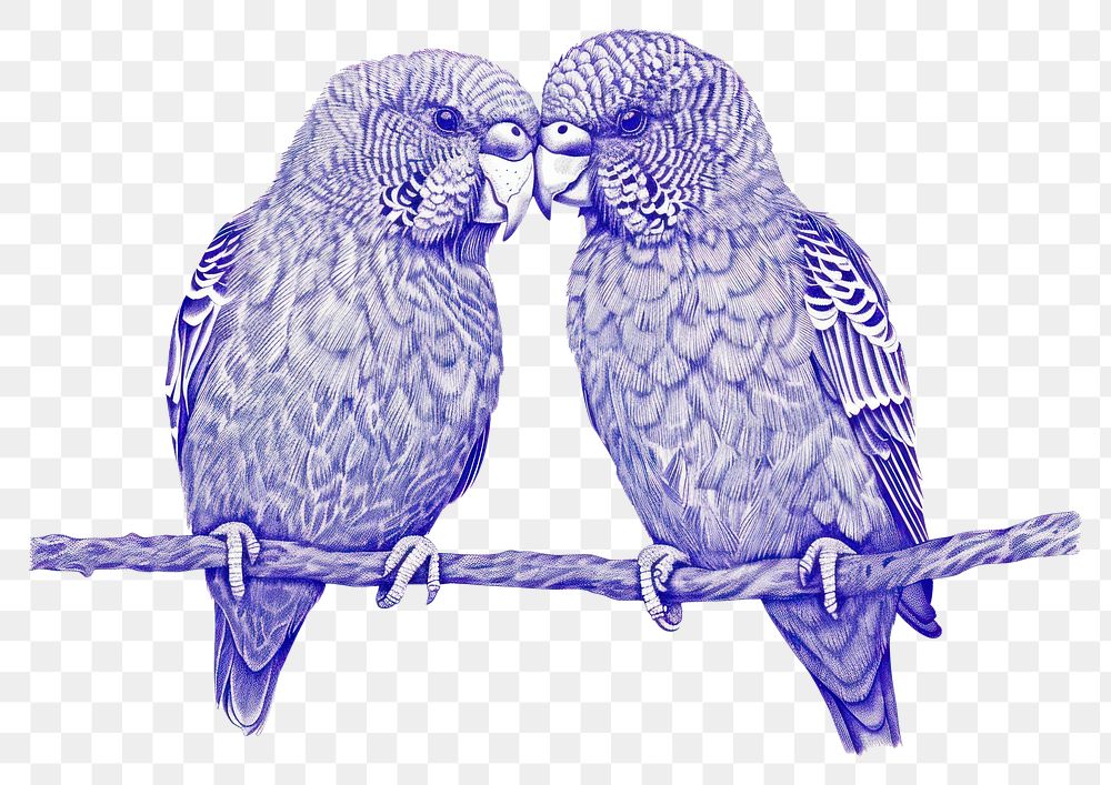 PNG Vintage drawing love birds parrot animal blue.