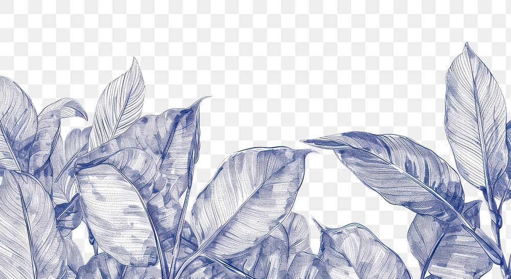 PNG Vintage drawing rubber plants sketch leaf backgrounds.
