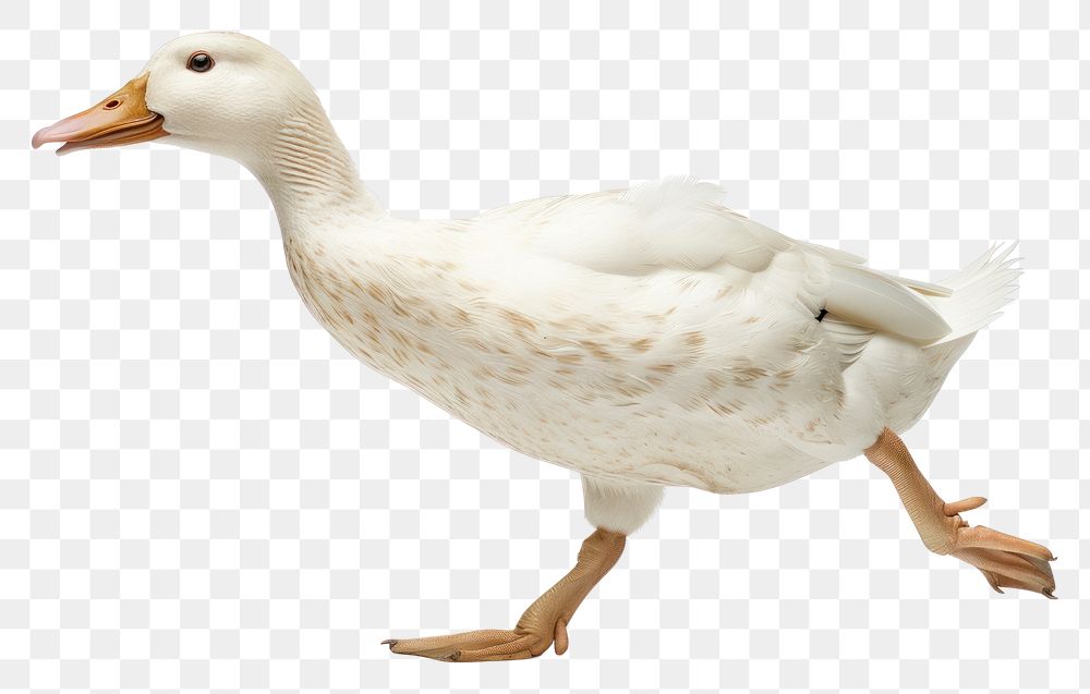 PNG Running white duck animal goose bird.
