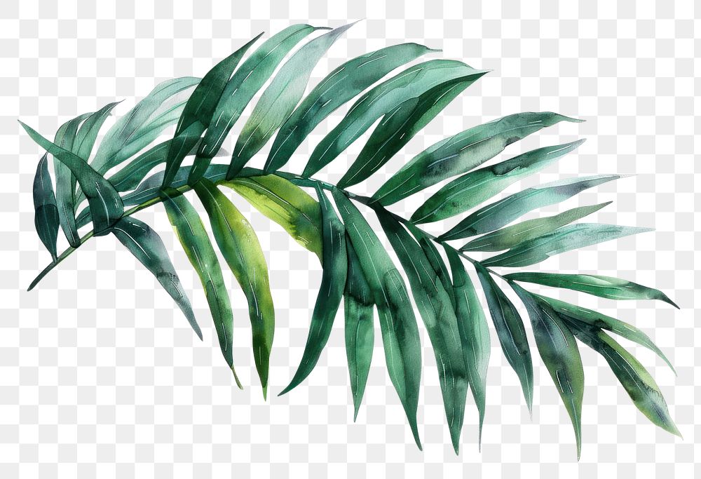 PNG Palm leaves backgrounds plant leaf
