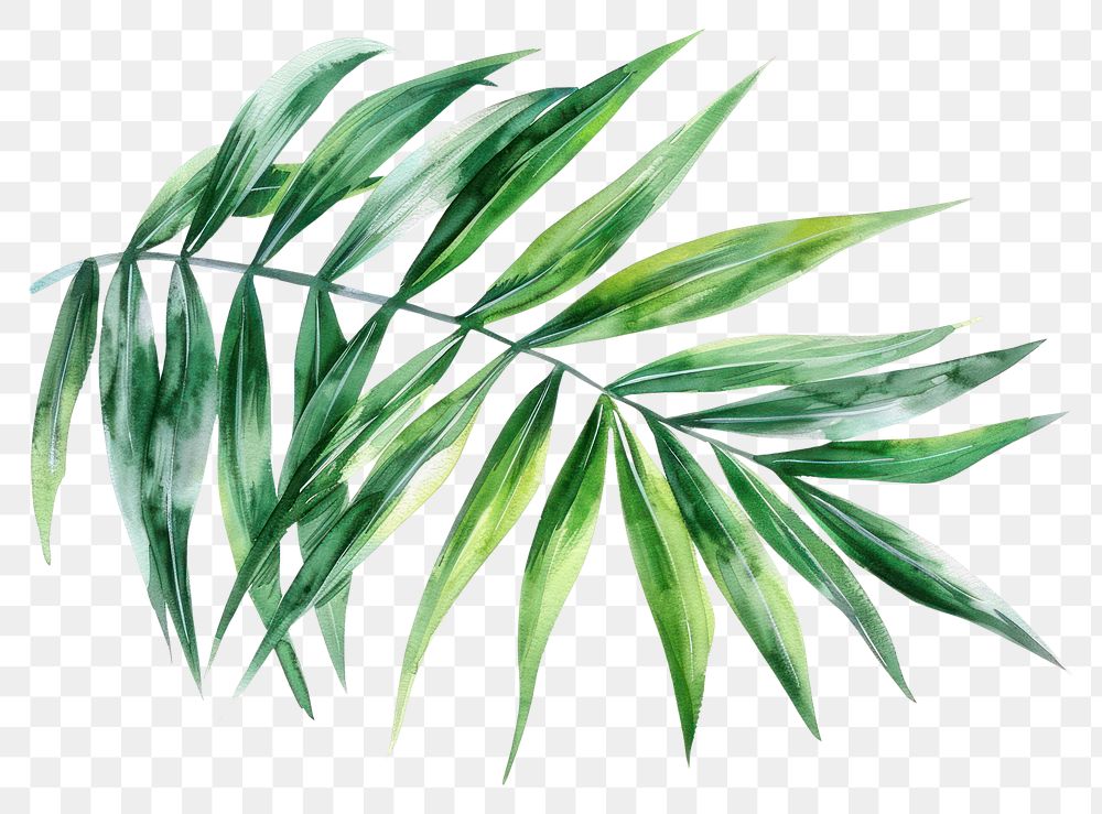 PNG Palm leaves plant leaf freshness