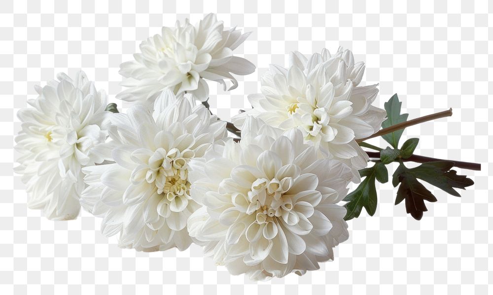 PNG Bunch of white flowers blossom dahlia plant.
