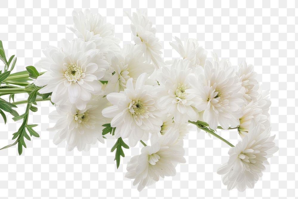 PNG Bunch of white flowers blossom plant petal.