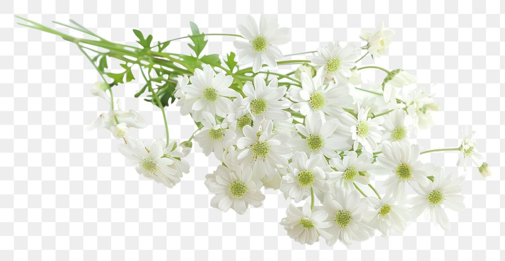 PNG Bunch of white flowers blossom plant petal.