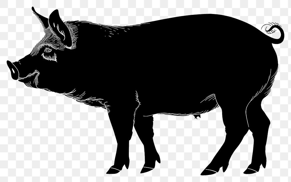 PNG Pig silhouette wildlife animal mammal.